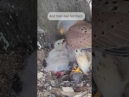 After their mother disappeared, this male kestrel took sole care of his chicks