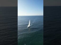 Sailing on delivery into Falmouth, Cornwall. Always a wonderful place to stop! #shorts