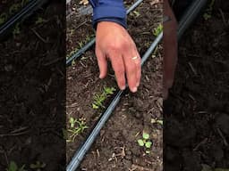 Carrot Germination at Heritage Farm