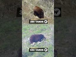 Bears vs 7mm PRC