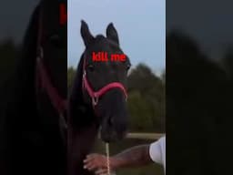 the saddest horse alive