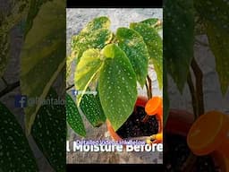 Begonia Plant Care - How Often Water A Begonia Plant?