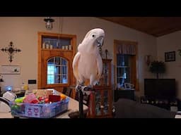 Friday The 13th With A Cockatoo