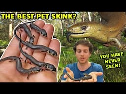 The BEST Pet Blue Tongue Skink You Never Knew Existed!