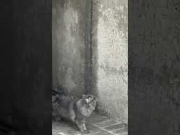 Satisfying jump of persian cat. Flexible body