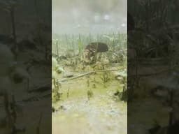 water video #shorts