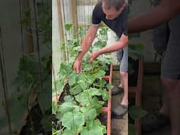 Training Cucumber Plants, Container Growing Cucumbers #gardening #howto #shortsvideo #cucumber