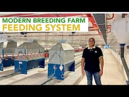 Curious about how Modern Chicken Farms Feed Male and Female Breeders Effectively?