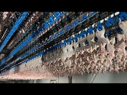 100,000 Chickens a Day + More! CRAZY Korean Food Factories You Must See! 하루 치킨 10만개 생산 한국 초대형 음식 공장들