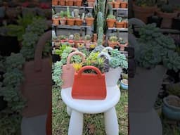 My luxury bags with succulents  | bikolanahardinera #shortvideo #succulent #handbags