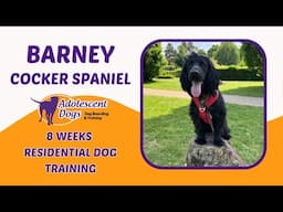 Barney the Cocker Spaniel Puppy | 8 Weeks Residential Dog Training