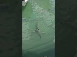 What are these giant fish hanging out in Key West around the docks