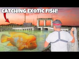 I Caught EXOTIC Fish For My PET STORE!