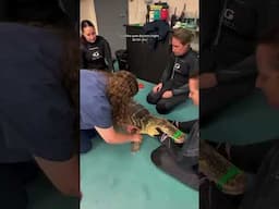 Doctor: 'Say Ahhh-ligator'