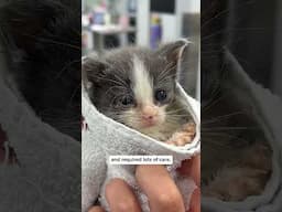 Rescuing two orphan street kittens
