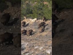 Wildboar hunting ! #okaysahin #hugluovis  #Sightmark