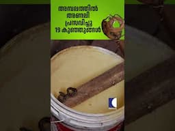 അമ്പലത്തിൽ അണലി പ്രസവിച്ചു 19 കുഞ്ഞുങ്ങൾ #viper #vavasuresh