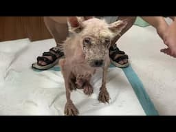 She was nothing but skin and bones, barely standing on the street no one help! Watch to the end...