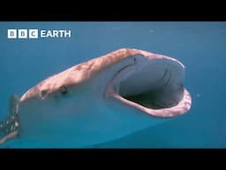 Why Are Plankton So Crucial to Life on Earth? | How Nature Works | BBC Earth Kids
