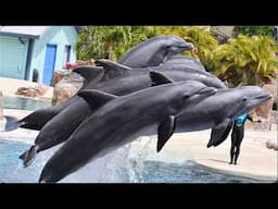 Dolphin Adventures (Full Show) - SeaWorld Orlando - April 1, 2025