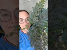 Have you tried growing Selaginella🦚 outside of a terrarium/high humidity? Let's see how this goes💙