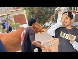 My Cow is Gone!😢Good Bye!👋