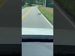 Newborn baby deer crossing the road!!! Excited girls wants to help. #babyhazel #babyboo #babybuns