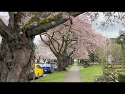 Vancouver in Bloom:My Springtime Sakura Journey