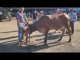 Vaca Parida en Santa Elena  Usulután El Salvador On 14/06/2025
