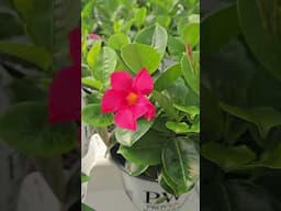 🌴 Mandevilla: A Tropical Takeover
