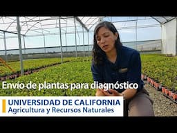 Envío de plantas para diagnóstico