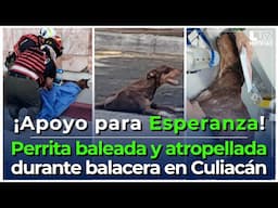 Piden apoyo para perrita herida de bala y atropellada en balacera de Culiacán; se encuentra delicada