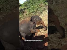 Baby Elephant's Mud Well Escape & Heartwarming Reunion Will You Speech You Speechless!