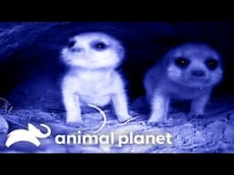 A Vicious Meerkat Battle With an Enemy Group! | Meerkat Manor | Animal Planet