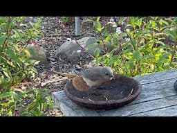 Happy Mother's Day Blue Bird