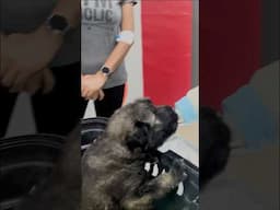 LEFT BEHIND, INJURED, LOST A LEG… BUT SHE NEVER GAVE UP! 🐾💔 #shorts