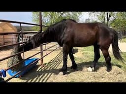 BOAZ-Rescue Draft Horse Fun!