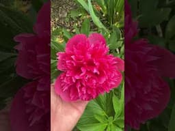 Why I grow #peonies. They’ve got such beautiful #blooms. Too bad they don’t last long. :(  #garden