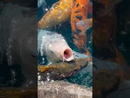 Check out the Mouth on this Fish