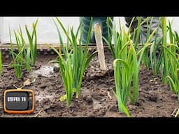 Garlic turned yellow, I do this top dressing, it turns green immediately