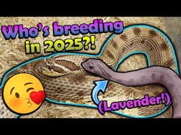 Our 2025 Snake Breeding Plans!