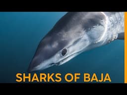 What Sharks Are Lurking in Baja California? You’ll Be Surprised!