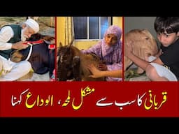 Tears Before Eid ul Adha | Emotional Video for Animal lovers | Hamariweb