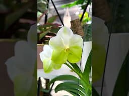Vanda orchids at Perfect Choice Nursery