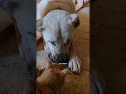 Az and the kittens, the final part #narrowayhomestead #offgridlife #aslandog #kittens #gentlegiant
