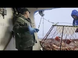 Snow Crab Fishing 2025