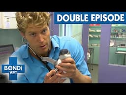 Paralysed Penguin Washes Up On Bondi Beach | Bondi Vet