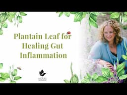 Plantain Leaf Benefits for Gut Healing