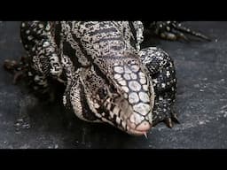Why Tegus Are Devastating U.S. Wildlife (4K Documentary)