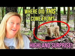 We Weren't Expecting to Find This Highland Baby Hiding in our Woods!